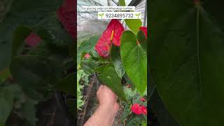 Rare anthurium plant online shopping anthurium plants anthuriumplant garden [upl. by Rahman]