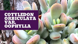 COTYLEDON ORBICULATA OOPHYLLA 💜  Cuidados y Reproducción [upl. by Nyllewell399]