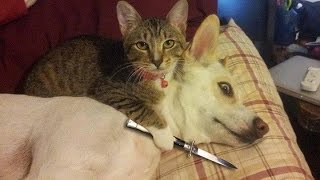 Funny Cats vs Dogs Compilation [upl. by Elita]