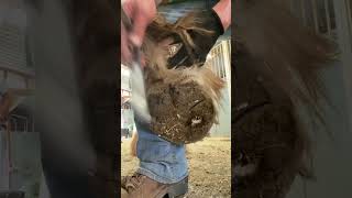 Why trim Ergots farrier horse drafthorses hoof hooftrimming satisfying farriery pony [upl. by Ttezil]