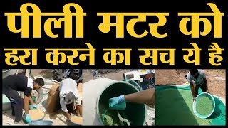 पीली मटर को रंगकर हरी मटर बनाने का वीडियो दरअसल Soybean में Fungicide मिलाने का है [upl. by Riaj974]