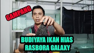 Budidaya Ikan Hias Galaksi Rasbora [upl. by Yekcim]