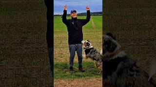 Hundetraining Aufregung und Emotionen unter Kontrolle bringen 💥🐶👍 hundeerziehung [upl. by Yonah]