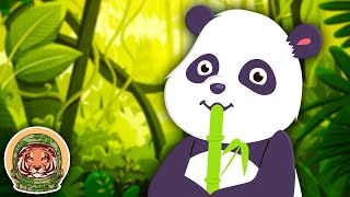 Meet The Giant Panda  Animal Songs For Kids  KLT WILD [upl. by Amlus761]