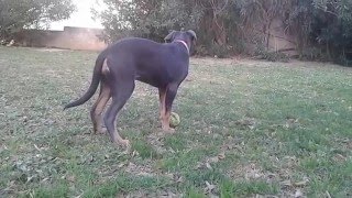 Cane corso croisé bleu et feu [upl. by Ayetal]