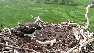 Glaslyn Wildlife Live Stream [upl. by Berta]