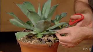 How to Prune Agaves Jeff Pavlat Central Texas Gardener [upl. by Inwat]