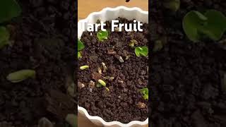 Sweet Pomegranategarden viralvideo shortvideo shortsfeed short trending [upl. by Newton]