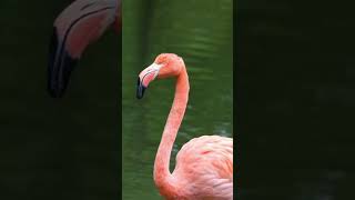 Flamingo Sound Effects [upl. by Htebazila]