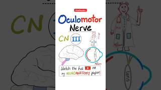 Oculomotor Nerve  The 3rd Cranial Nerve  SE CN III  EOMs Neuroanatomy doctor mbbs nurse [upl. by Leiser]