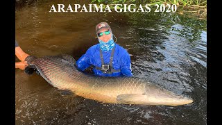 Searching for Arapaima Gigas in the Amazons [upl. by Kris]