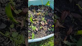 How to check if your clippings that you propagate it has roots the easiest way to hack [upl. by Alyosha]