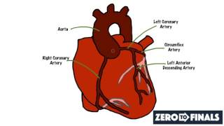 How does the heart work Fundamentals for medical students [upl. by Chabot]