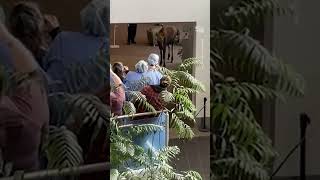 Hungry Moose Wanders Into Hospital in Alaska [upl. by Eisnil]