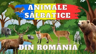 Animale Sălbatice din România  Ce animale sălbatice trăiesc în țara noastră [upl. by Esoryram]