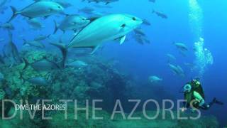 Dive in the Azores [upl. by Noyerb439]