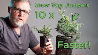 Bonsaify  How to 10x Your Juniper Growth When You Feel the Need to Speed [upl. by Janenna]