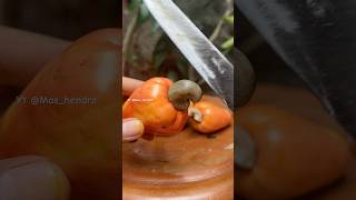 Kacang mete  cashew fruit fruit fruit fresh [upl. by Coad]