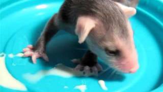 Baby Possums eating and drinking [upl. by Ahsie]