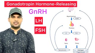 GnRH  GonadotropinReleasing Hormone  Secret FSH amp LH  Function of FSH amp Function of LH  LH FSH [upl. by Anes445]