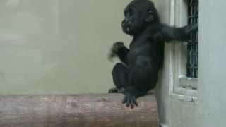 Baby Gorilla Beats His Chest [upl. by Assital]