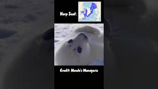 Cute seal video No 2 🦭 shorts [upl. by Sokin]