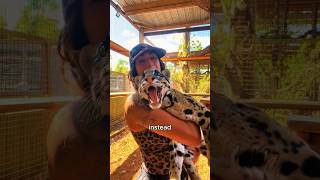 The leopard who loved humans animals love shoshould uld [upl. by Attesor]