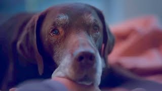 Super Bowl 2024 Ads That Will Make You Cry  Tearjerker Emotional Commercials [upl. by Aiym483]