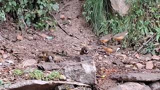 White Throated Laughingthrush  Kalij Pheasant  Chopta Bird Photography  Himalaya Birding Guide [upl. by Honan]