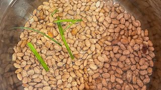 How to cookprepare your Beans for Haitian Rice [upl. by Airehtfele153]