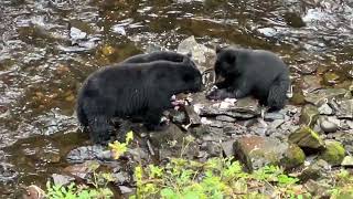 Mama Bear and Cubs Alaska Sept 2024 [upl. by Cohl309]