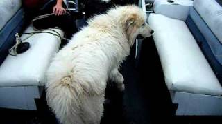 great pyrenees first swimming lesson [upl. by Eibloc]