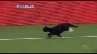 Gato invade o campo e faz a festa dos torcedores em jogo do Holandês [upl. by Grondin]