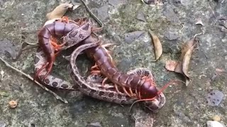 Lipan Bara vs Ular Siapa Pemenangnya  Giant Centipede vs Snake Who is The Winner  HD [upl. by Blim942]