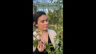 Working with Elder Leaves as a Medicine from the Ivywood Garden [upl. by Abigael142]