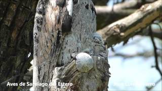 Nacimiento del Kakuy o Urutau comun Nyctibius griseus [upl. by Schroeder]