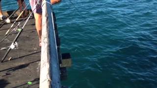 Fishing Hervey Bay Pier [upl. by Mariellen636]