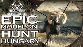 EPIC Mouflon Hunt in Hungary [upl. by Tench]