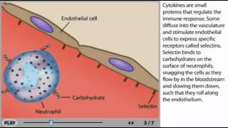 Inflammation Animation  Inflammatory response [upl. by Buerger]