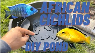 DIY Indoor Pond Part 1  African Cichlids Tanganyika Malawai [upl. by Priscilla]