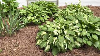 Does Hostas like Sun or Shade and what type of Mulch [upl. by Ellened]