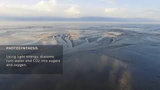 Benthic diatoms the basis of the foodweb in the Wadden Sea [upl. by Heilman]