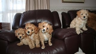 Cavoodle puppies for sale and 8 Week old puppies playing with their Mum [upl. by Nauqat]