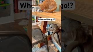 Petey cat amp Auggie dog are ALMOST friends 😆 goldenretiever tabbycat pets dog catanddog [upl. by Etan]