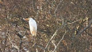 Great Egrets  Lochore MCP  Fife  12112024 [upl. by Becki]