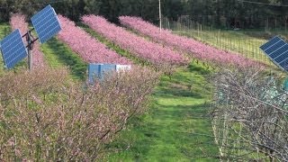 Organic notill agroecolgypermaculture farm suppresses insect and disease pests [upl. by Anirad]