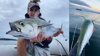 Rhode Island Albie fishing Narragansett Bay false albacore [upl. by Tisha]