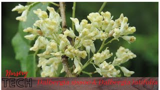 Nursery Tech of Dalbergia latifolia amp Dalbergia sissoo [upl. by Ahsilad422]