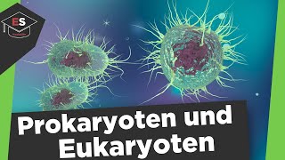 Prokaryoten und Eukaryoten Vergleich  Unterschied ProcytEucyt Prokaryoten und Eukaryoten erklärt [upl. by Einobe]