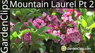 Mountain Laurel  Kalmia latifolia  with Dick Jaynes Part 2 of 3 [upl. by Bernice582]